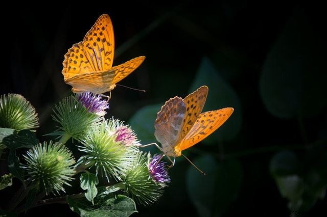 26 de las mejores mariposas perennes de jardín:¡la n.º 19 es preciosa!
