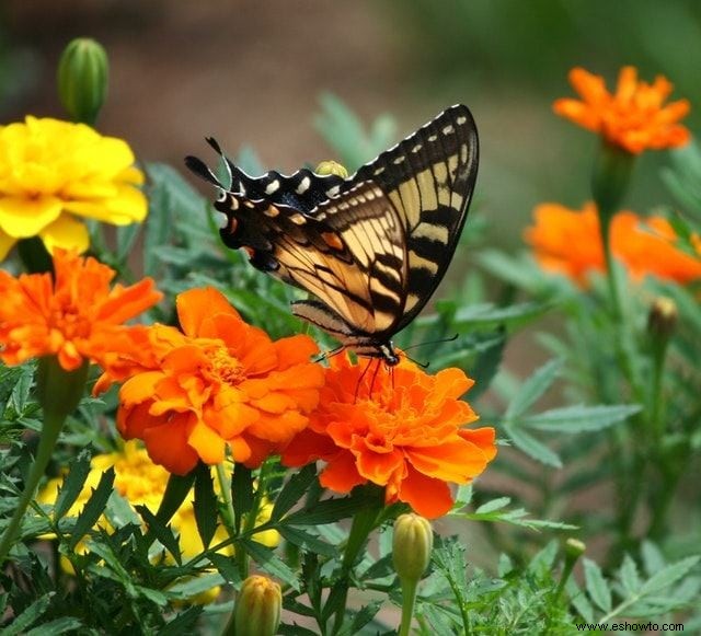 26 de las mejores mariposas perennes de jardín:¡la n.º 19 es preciosa!