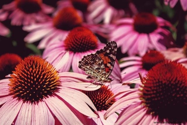 26 de las mejores mariposas perennes de jardín:¡la n.º 19 es preciosa!