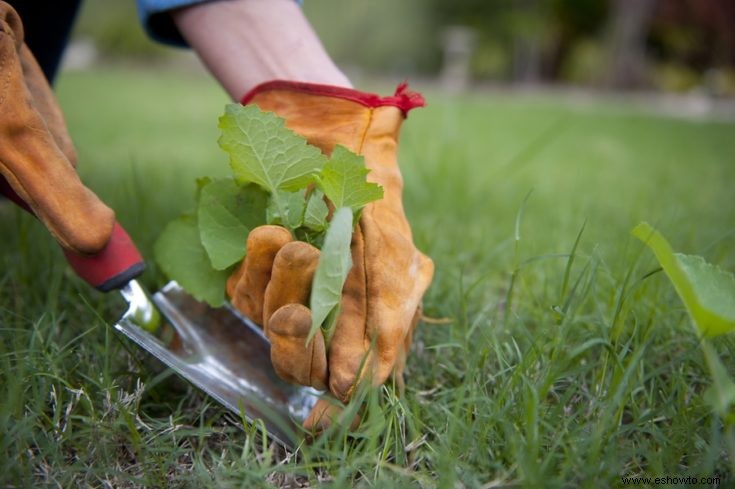 Lista enorme de herramientas de jardín esenciales