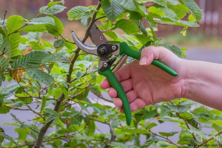 Lista enorme de herramientas de jardín esenciales