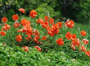 Guía completa de malas hierbas comunes en jardines: Identificación, tipos y control efectivo