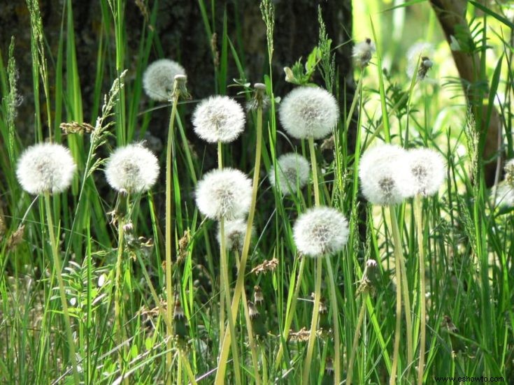 Tipos de malas hierbas:una guía para las especies comunes de malas hierbas de jardín