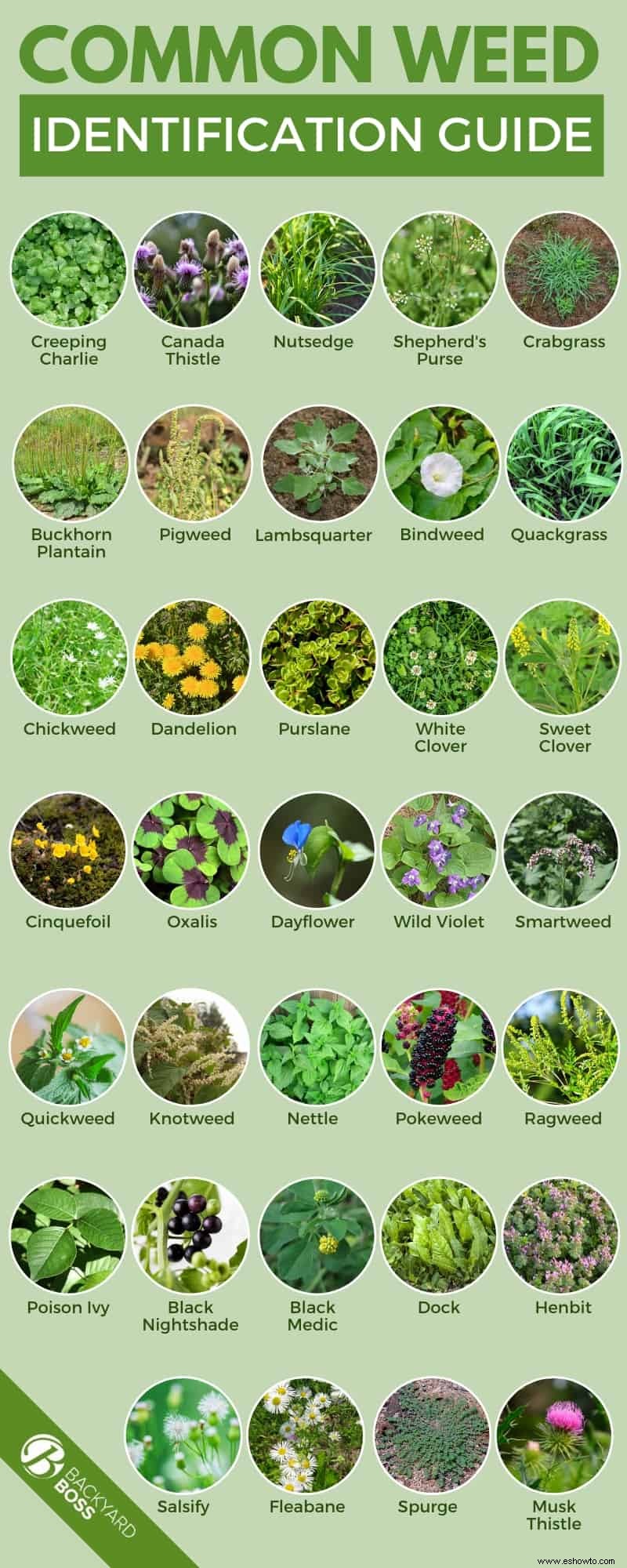 Tipos de malas hierbas:una guía para las especies comunes de malas hierbas de jardín