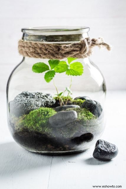 Ideas para terrarios:55 jardines en miniatura sencillos que te encantarán