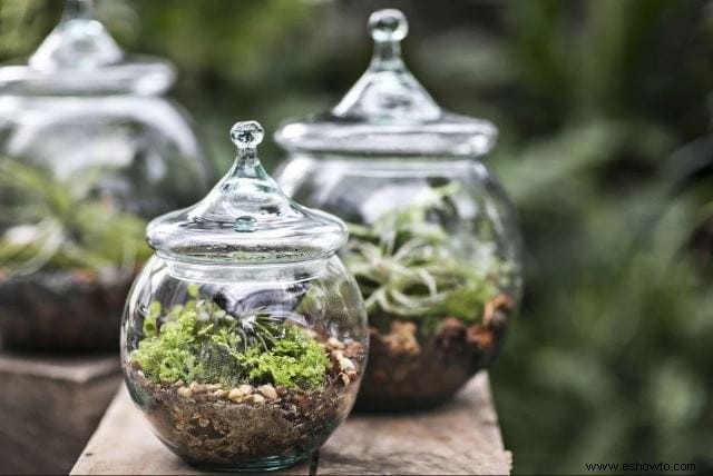 Ideas para terrarios:55 jardines en miniatura sencillos que te encantarán