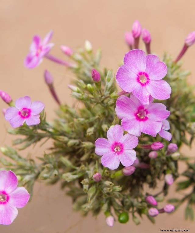 Ideas para terrarios:55 jardines en miniatura sencillos que te encantarán