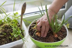 Tierra para macetas orgánica versus no orgánica:cómo elegir la correcta