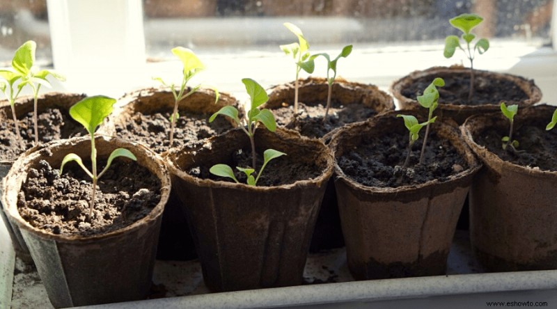 Todo lo que debe saber sobre las semillas de vegetales orgánicos