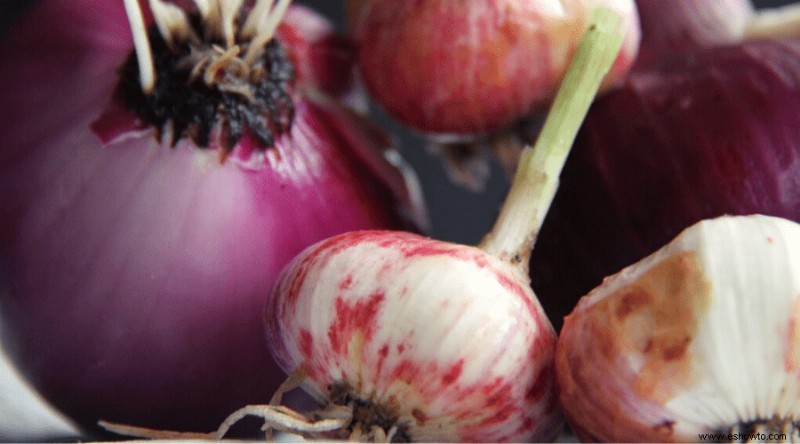 Todo lo que debe saber sobre las semillas de vegetales orgánicos