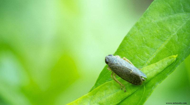 Cómo cultivar y cosechar pimientos morrones en casa