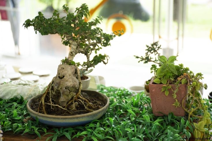 Todo lo que necesita saber sobre el árbol bonsái Sequoia