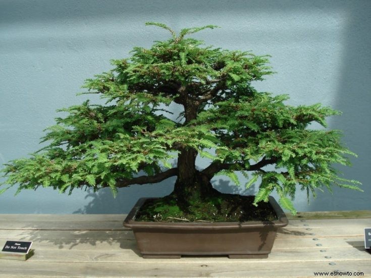 Todo lo que necesita saber sobre el árbol bonsái Sequoia