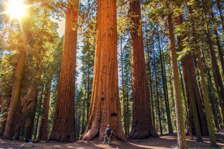 Todo lo que necesita saber sobre el árbol bonsái Sequoia