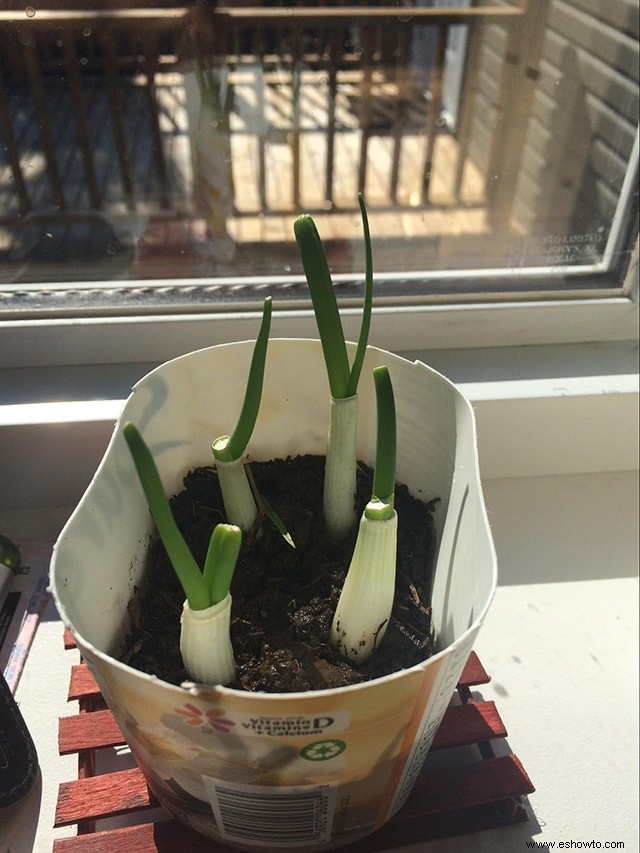 Cómo cultivar cebollas verdes a partir de esquejes en una semana