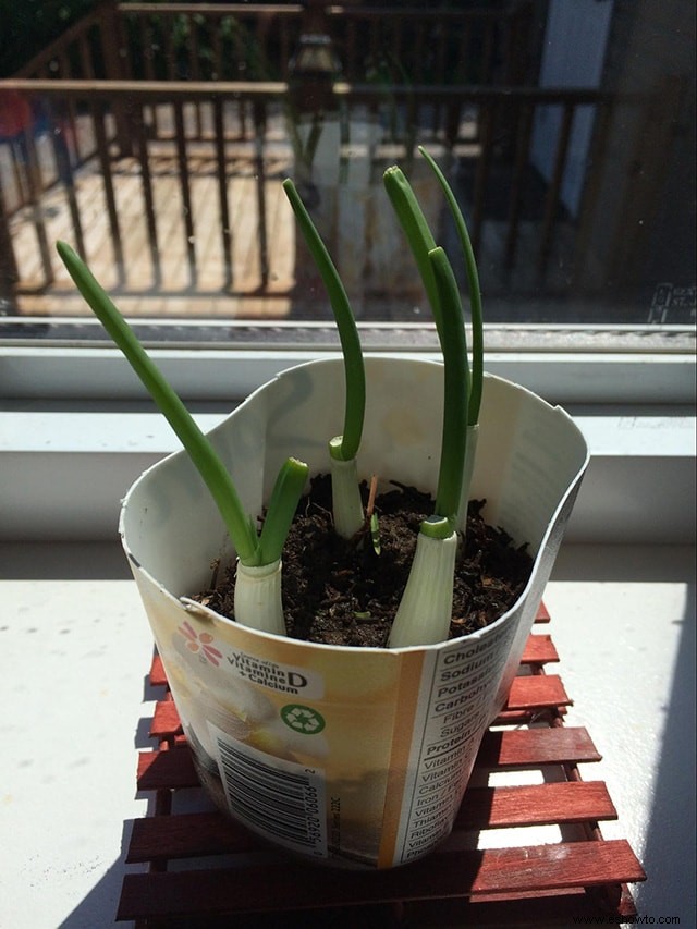 Cómo cultivar cebollas verdes a partir de esquejes en una semana