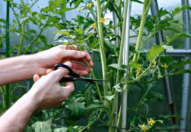 Las mejores plantas para cultivar a partir de esquejes