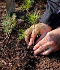 Las mejores plantas para cultivar a partir de esquejes