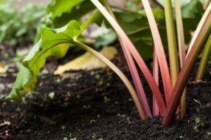 ¿Puedo cultivar ruibarbo en un contenedor?