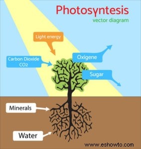 ¿Los árboles necesitan agua en invierno?