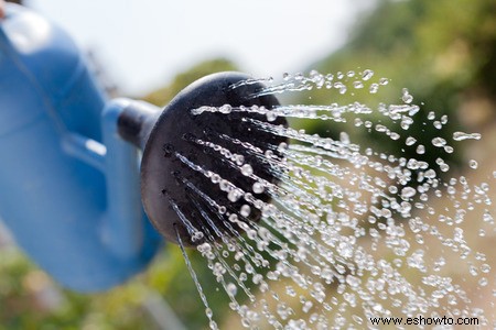 ¿Los árboles necesitan agua en invierno?