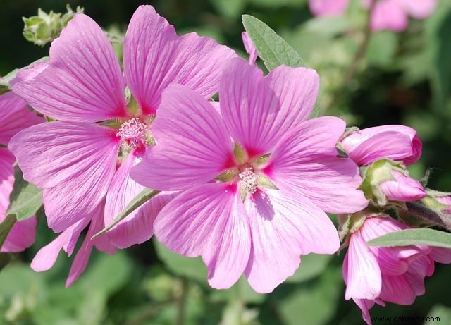 Especies vibrantes de hibisco:por qué su jardín debería tener uno