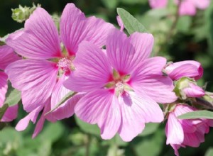 Especies Vibrantes de Hibisco: Por Qué Tu Jardín Necesita Una