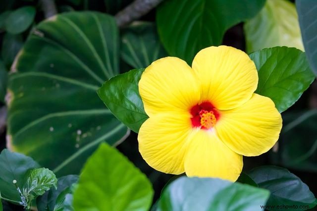 Especies vibrantes de hibisco:por qué su jardín debería tener uno