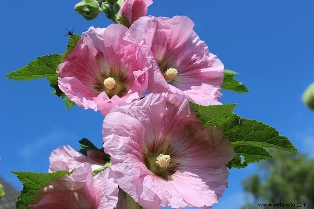 Especies vibrantes de hibisco:por qué su jardín debería tener uno