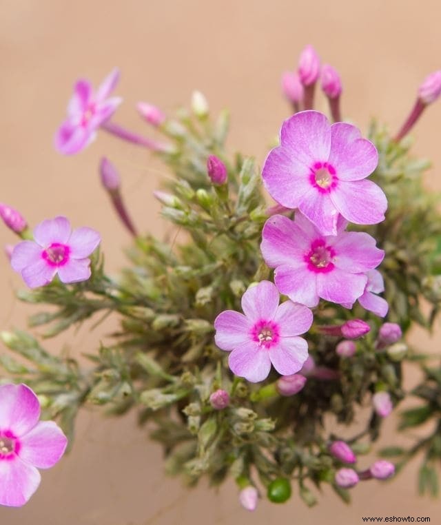 Especies vibrantes de hibisco:por qué su jardín debería tener uno