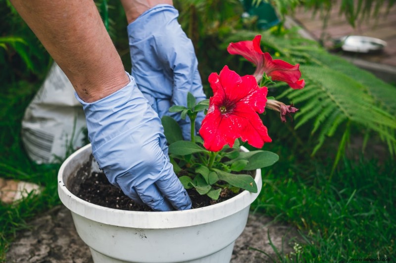 Especies vibrantes de hibisco:por qué su jardín debería tener uno