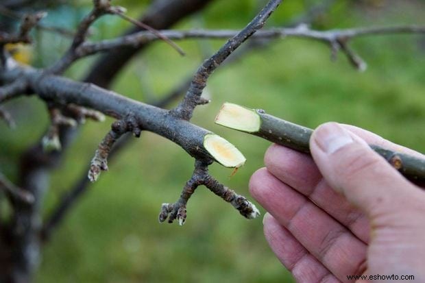 Especies vibrantes de hibisco:por qué su jardín debería tener uno