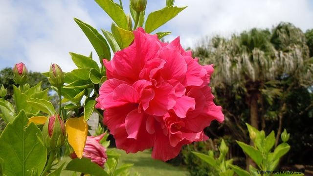 Especies vibrantes de hibisco:por qué su jardín debería tener uno