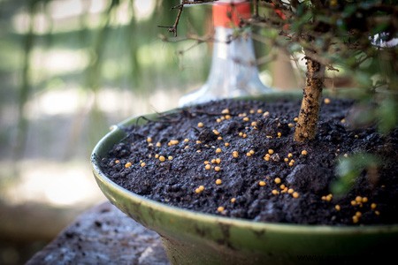 Especies vibrantes de hibisco:por qué su jardín debería tener uno