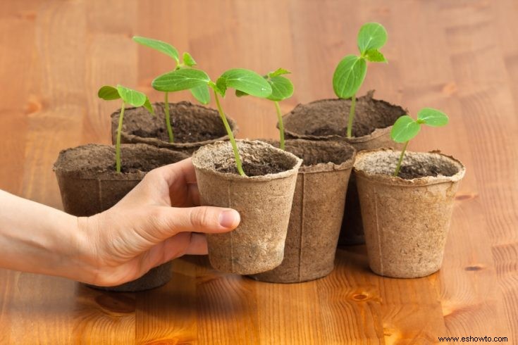 Comience su propio jardín con esta sencilla guía paso a paso