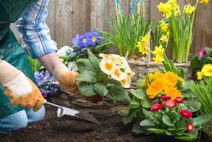 Comience su propio jardín con esta sencilla guía paso a paso
