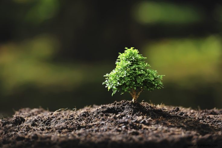 Guía de cuidado y cultivo de bonsái de alerce