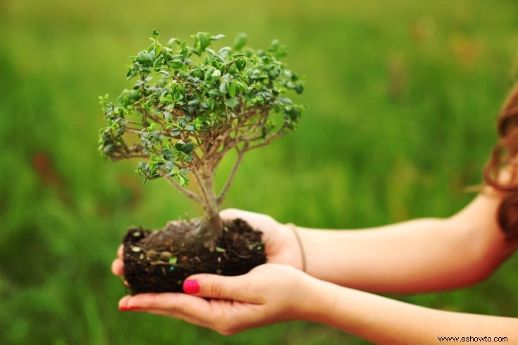 Guía de cuidado y cultivo de bonsái de alerce
