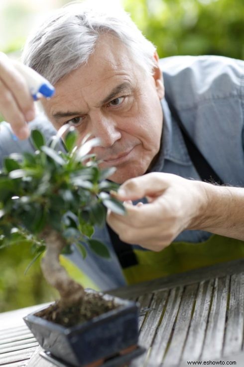 Guía de cuidado y cultivo de bonsái de alerce