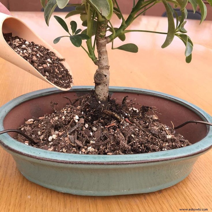 Guía de cuidado y cultivo de bonsái de alerce