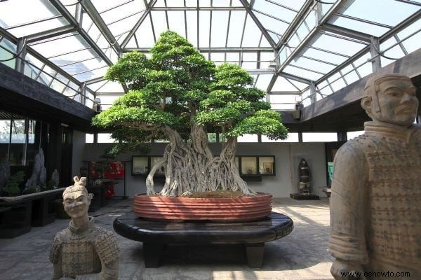 Las 10 mejores fotos de los bonsáis vivos más antiguos