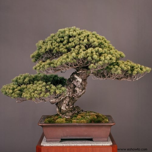 Las 10 mejores fotos de los bonsáis vivos más antiguos