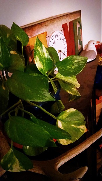 Vence la melancolía invernal con Houseplant How To s