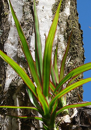 Vence la melancolía invernal con Houseplant How To s