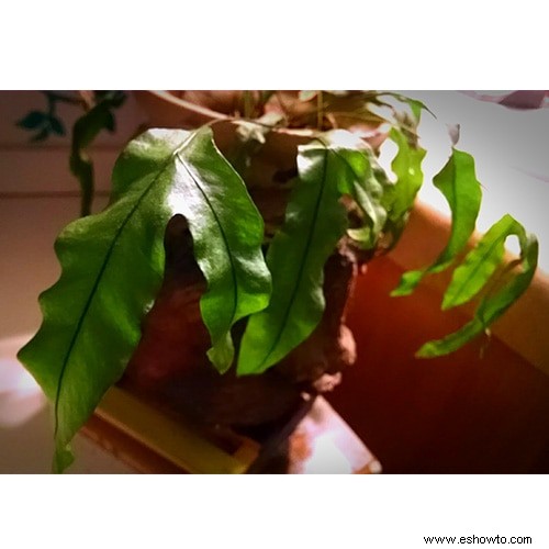 Vence la melancolía invernal con Houseplant How To s