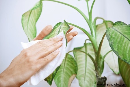 Vence la melancolía invernal con Houseplant How To s