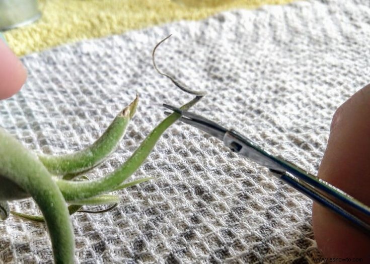 Cómo cultivar y cuidar plantas de aire