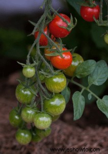 ¿La composta de champiñones es buena para los tomates?