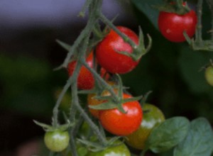 ¿Es bueno el compost de champiñones para los tomates? Beneficios y consejos expertos