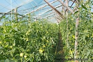 ¿La composta de champiñones es buena para los tomates?